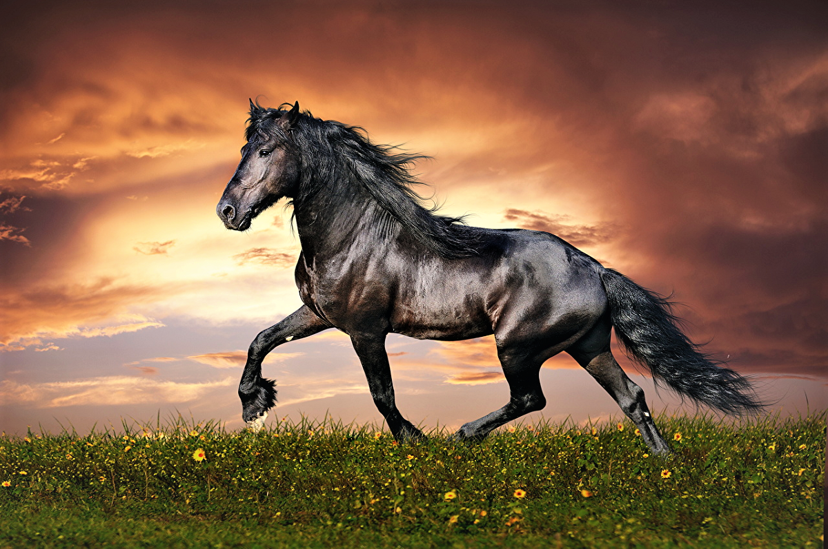 Cavallo In Legno Fatto A Mano GLOSSARIO DEL CAVALLO - Blog di pociopocio