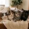 CUCCIOLI DI ANIMALI