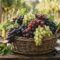 Guida Completa ai 20 Migliori Grappoli d'Uva d'Italia: Tra Vino e Tavola