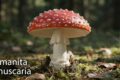 FALSI MITI E CREDENZE per riconoscere i funghi velenosi