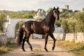 CAVALLI ITALIANI