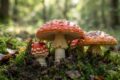 FUNGHI VELENOSI