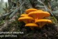 FUNGHI VELENOSI CHE SEMBRANO COMMESTIBILI