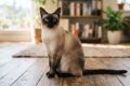 Razze di Gatti Più Iconiche del Mondo