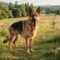 Razze Canine Più Iconiche del Mondo